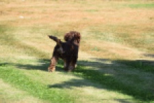 York mix Terrier (reu) 43454