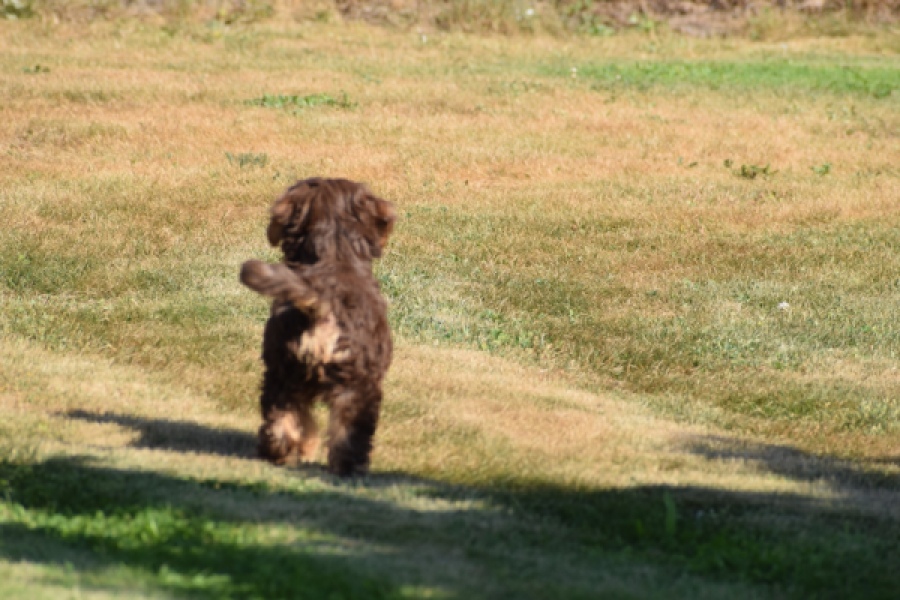 York mix Terrier (reu) 43454