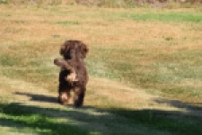 York mix Terrier (reu) 43454