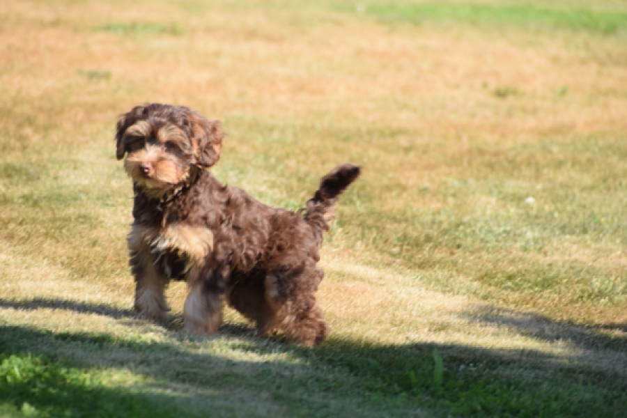 York mix Terrier (reu) 43454