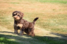 York mix Terrier (reu) 43454