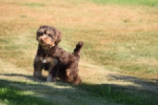 York mix Terrier (reu) 43454