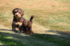 York mix Terrier (reu) 43454