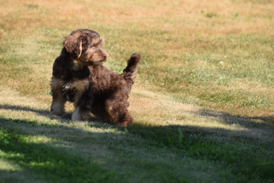 York mix Terrier (reu) 43454