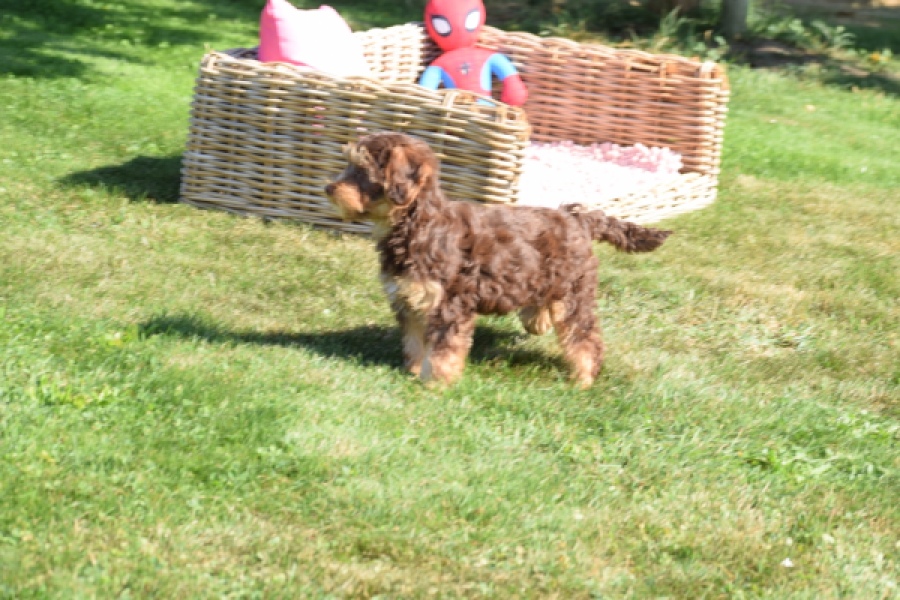 York mix Terrier (reu) 43454