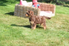 York mix Terrier (reu) 43454