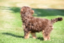 York mix Terrier (reu) 43454