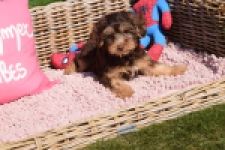 York mix Terrier (reu) 43454
