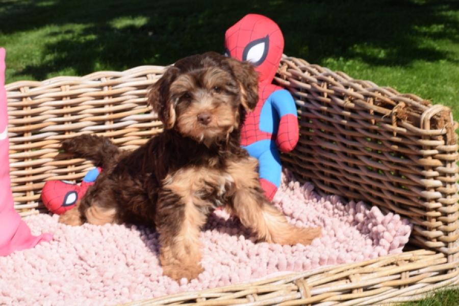 York mix Terrier (reu) 43454