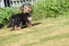York mix Terrier (reu) 43471