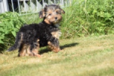 York mix Terrier (reu) 43471
