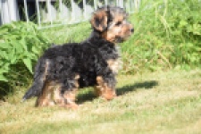 York mix Terrier (reu) 43471