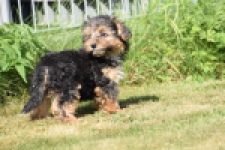 York mix Terrier (reu) 43471