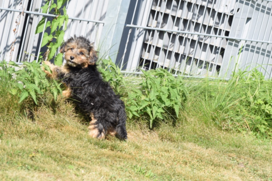 York mix Terrier (reu) 43471