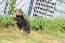 York mix Terrier (reu) 43471