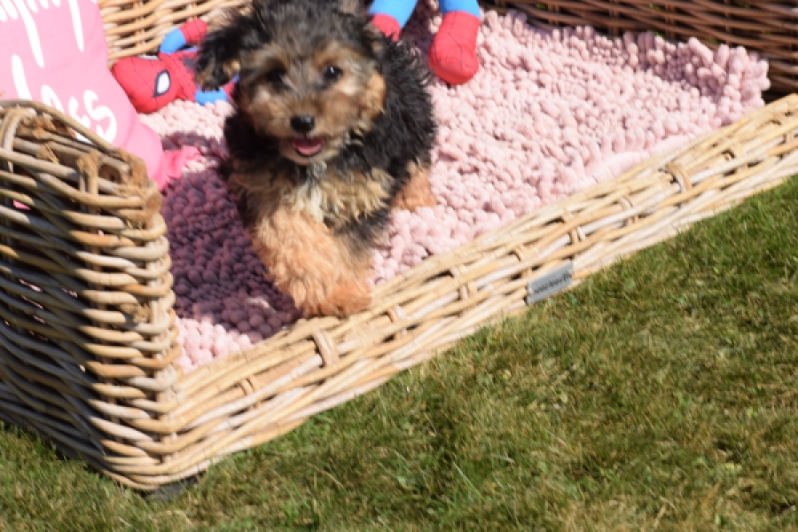 York mix Terrier (reu) 43471