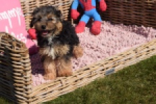 York mix Terrier (reu) 43471