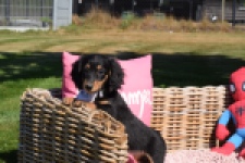 Teckel (teef) 04944