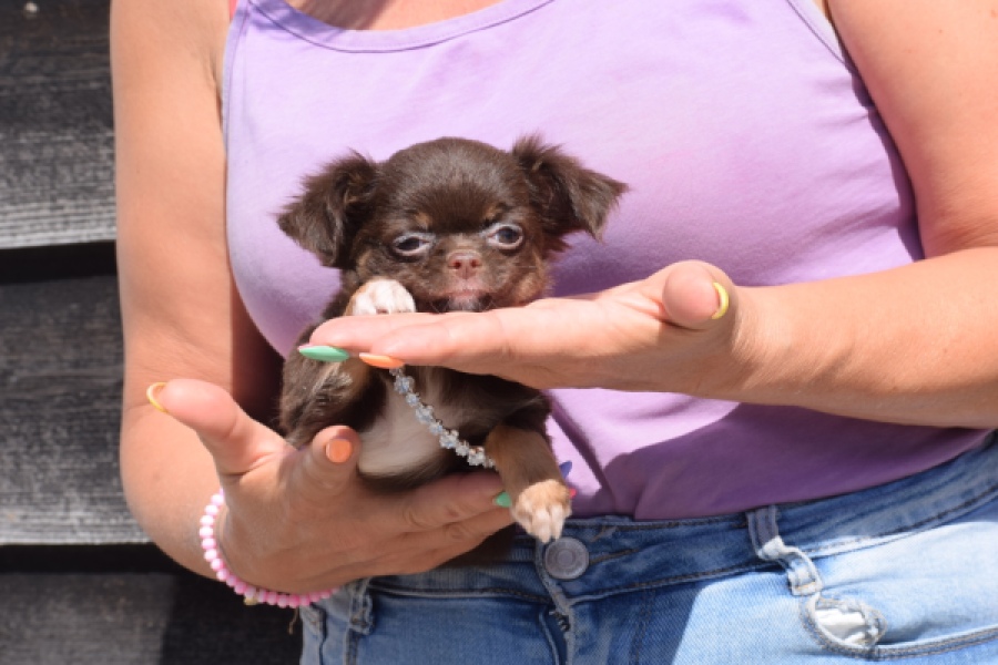 Chihuahua (teef) 43489