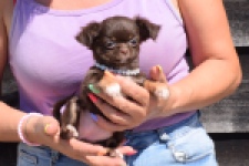 Chihuahua (teef) 43489