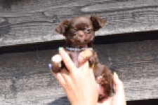 Chihuahua (teef) 43489