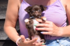 Chihuahua (teef) 43489