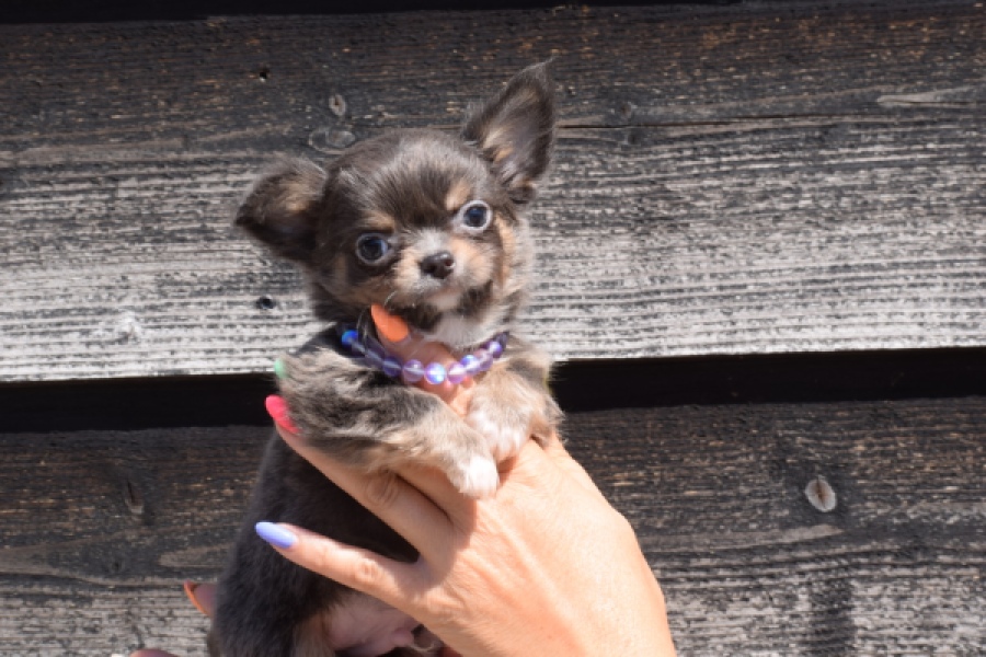 Chihuahua (reu) 43455