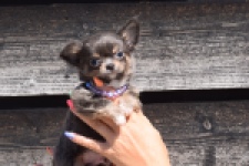 Chihuahua (reu) 43455