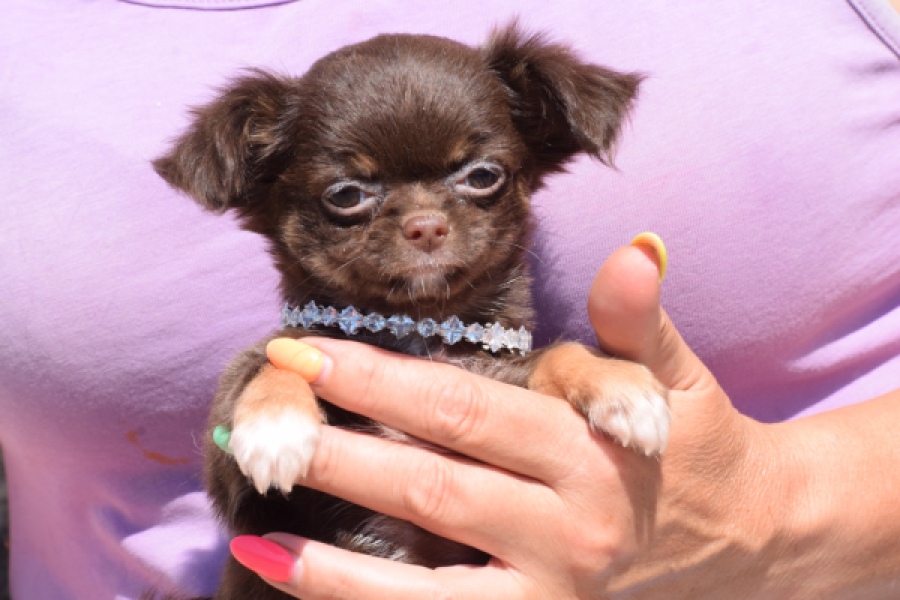 Chihuahua (reu) 43455
