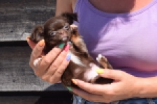 Chihuahua (reu) 43455