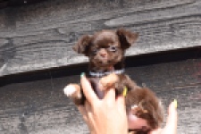 Chihuahua (reu) 43455
