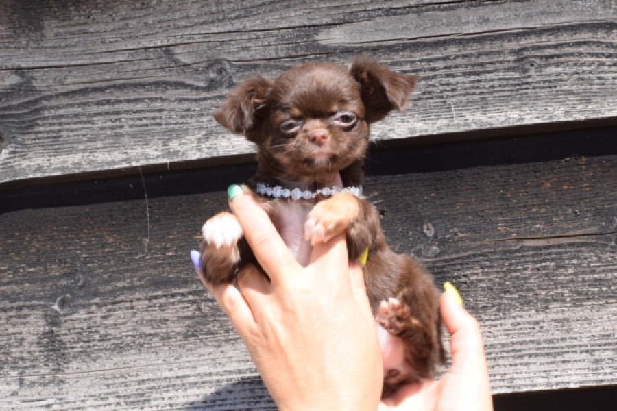 Chihuahua (reu) 43455