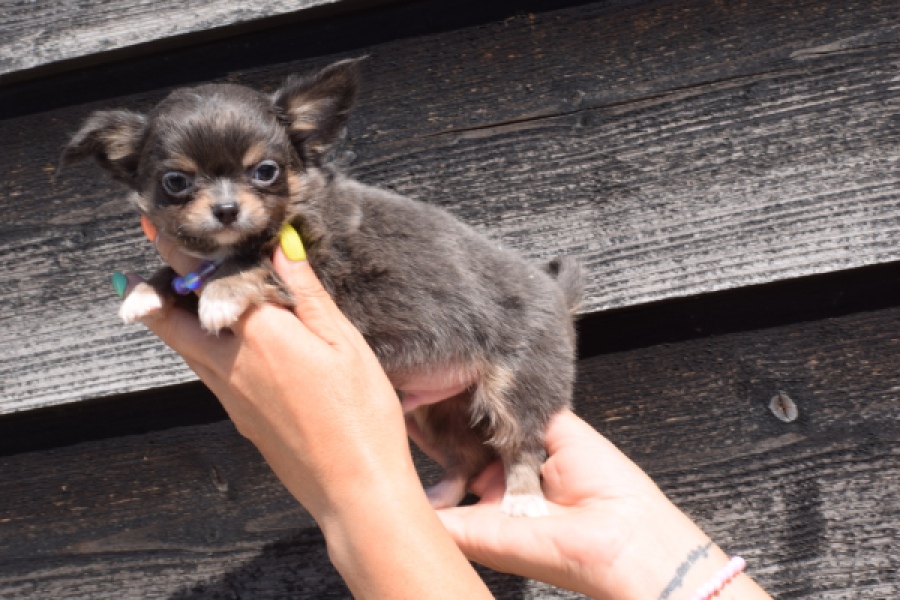 Chihuahua (reu) 43455