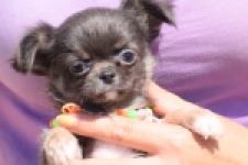 Chihuahua (reu) 43391
