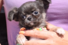 Chihuahua (reu) 43391