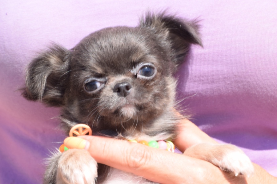 Chihuahua (reu) 43391