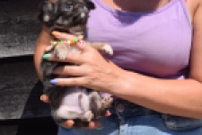Chihuahua (reu) 43391