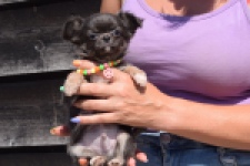 Chihuahua (reu) 43391
