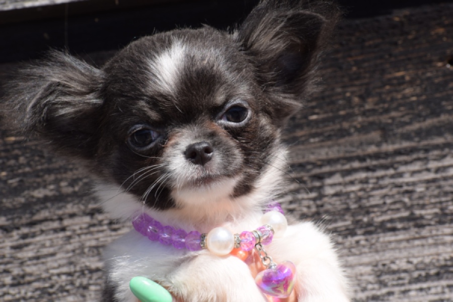 Chihuahua (reu) 54050