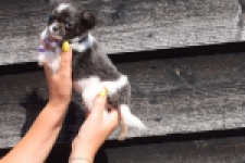 Chihuahua (reu) 54050