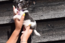 Chihuahua (reu) 54050