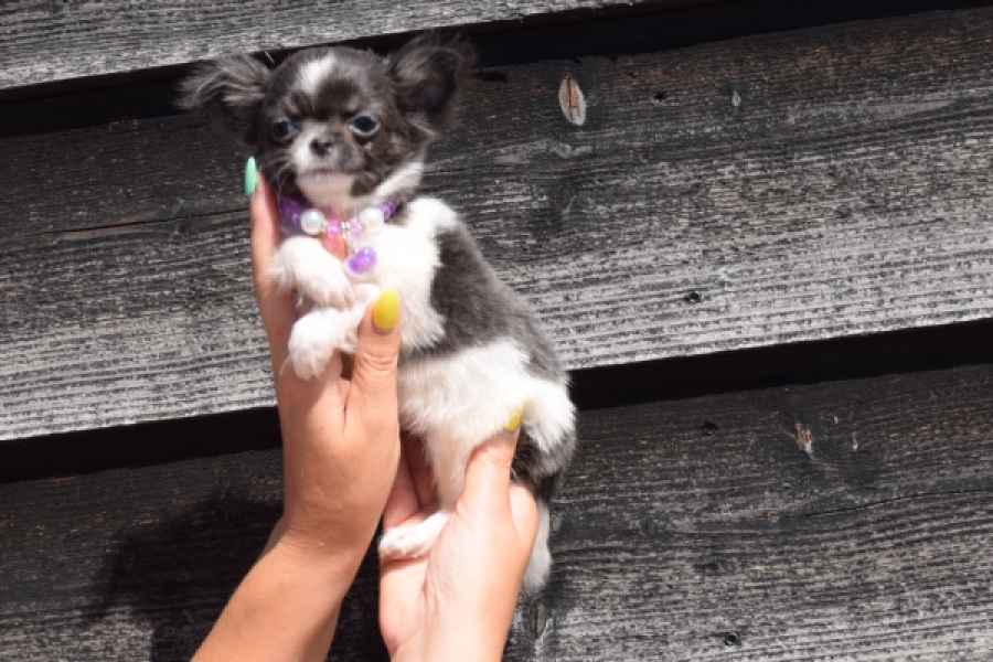 Chihuahua (reu) 54050