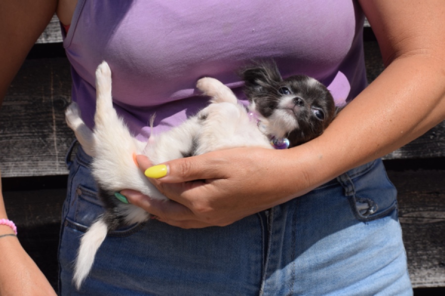 Chihuahua (reu) 54050