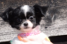 Chihuahua (teef) 49017