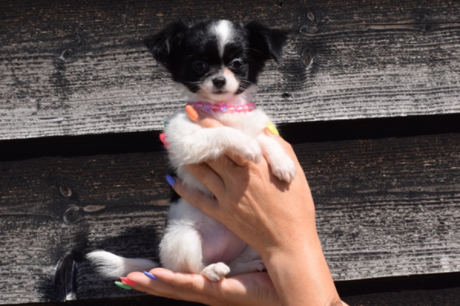 Chihuahua (teef) 49017