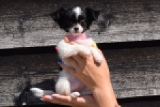 Chihuahua (teef) 49017