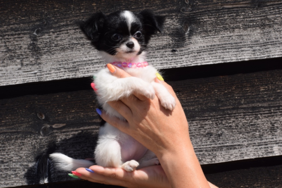 Chihuahua (teef) 49017