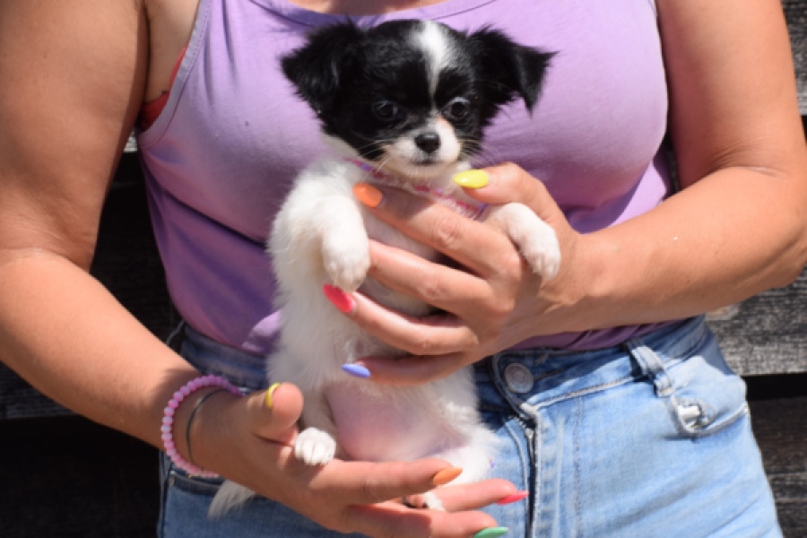 Chihuahua (teef) 49017