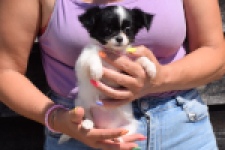 Chihuahua (teef) 49017