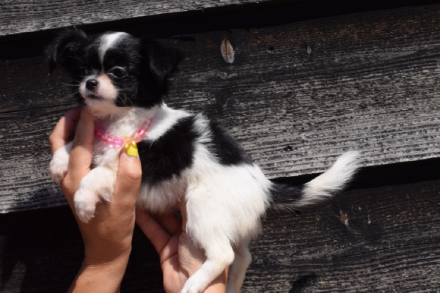 Chihuahua (teef) 49017